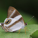 Afriodinia neavei - Photo (c) Charlesjsharp,  זכויות יוצרים חלקיות (CC BY-SA)