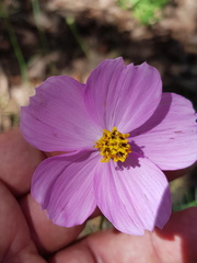 Cosmos crithmifolius