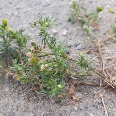 Matricaria discoidea