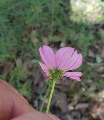 Cosmos crithmifolius