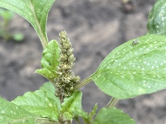 Amaranthus