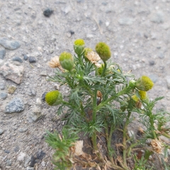 Matricaria discoidea