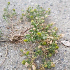 Matricaria discoidea