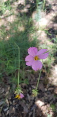 Cosmos crithmifolius