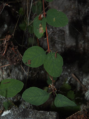 Symphoricarpos albus albus