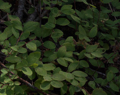 Symphoricarpos albus albus