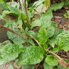 Plantago major