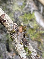 Dryomyzidae