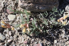 Astragalus depauperatus