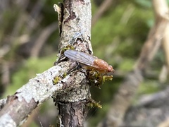 Dryomyzidae