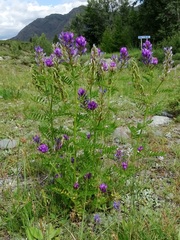 Astragalus davuricus
