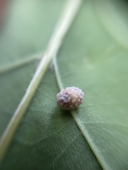 Cynips quercusfolii