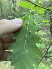 Cynips quercusfolii