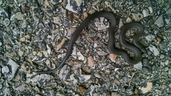 Diadophis punctatus regalis