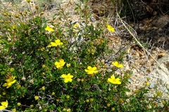 Dasiphora parvifolia