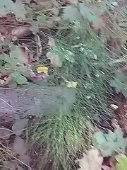 Equisetum sylvaticum