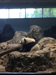 Ailuropoda melanoleuca