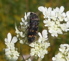 Acmaeoderella flavofasciata