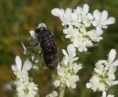 Acmaeoderella flavofasciata