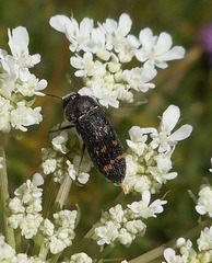 Acmaeoderella flavofasciata