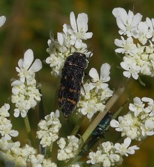 Acmaeoderella flavofasciata