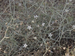 Gypsophila capillaris
