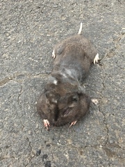 Thomomys