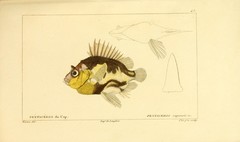 Japanese Armorhead photo 5