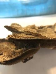 Cerrena unicolor
