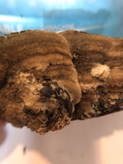 Cerrena unicolor