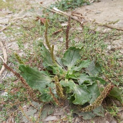 Plantago major