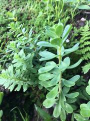 Sedum quevae
