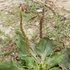 Plantago major