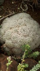 Mammillaria plumosa