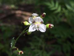 Tripogandra amplexans