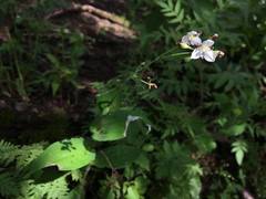 Tripogandra amplexans