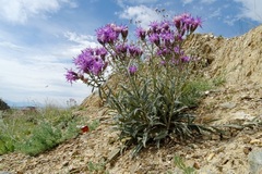 Saussurea salicifolia