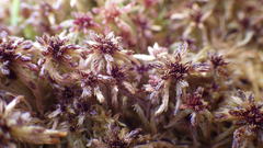 Sphagnum bartlettianum