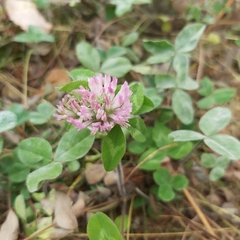 Trifolium pratense