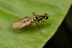 Raphiocera