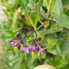 Solanum dulcamara