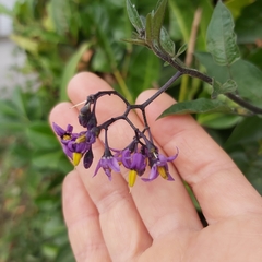 Solanum dulcamara