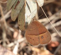 Brakefieldia simonsii
