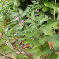 Solanum dulcamara