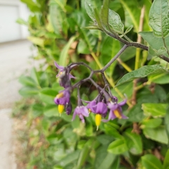 Solanum dulcamara
