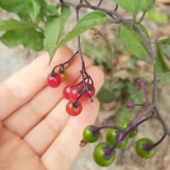 Solanum dulcamara