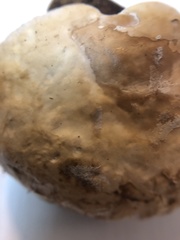 Fomitopsidaceae