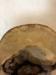 Fomitopsidaceae