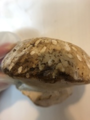 Fomitopsidaceae