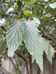 Viburnum